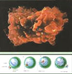 ���̲�����