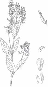 ���^�˵�ֲ�����ӌ�(sh��)��