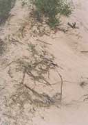 �����Sֲ���˻����˻�