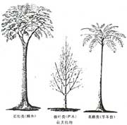 ާ�(l��i)ֲ��