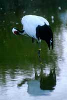 ��غ�����Ϣ�ĵ���Q