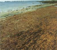 �������^�ĵ[ʯ����