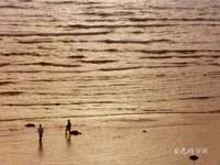 ��ɫ��ɳ��