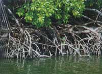 �t��ֲ���ϵ�O��l(f��)�_(d��)�����L(zh��ng)�ܿ�