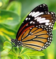 ���}�ذߵ�