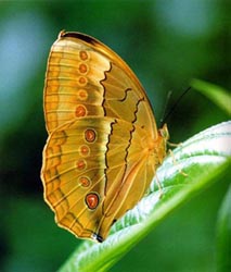 ���h(hu��n)��