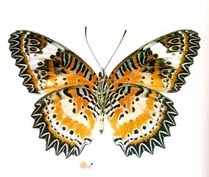 ̩ȹ�y͐��������