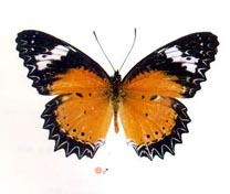 ̩ȹ�y͐��������