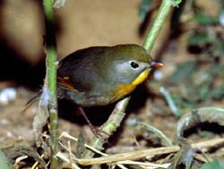 �t����˼�B