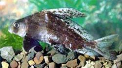 ��֬�~(y��)