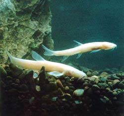 ���fä��ԭ�q