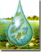 一滴水中的原生動(dòng)物