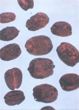 ̼���Zʳ��