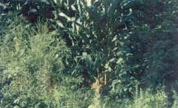 ���C(j��)����